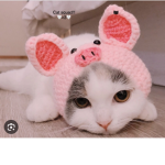 ~Xoxo cats~