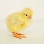 Fluffy chicks group
