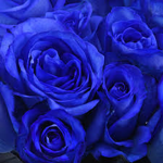 Roses_lol