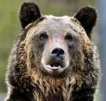 Bears united…