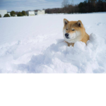 snowge