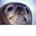(offical) Team Seal