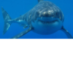 The Shark$