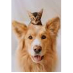 Pet and Animal Group!
