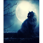 The Black Cat Clan