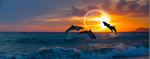 The dusk dolphins