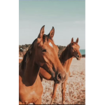 Casper Stables