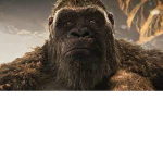 The world of monkeys