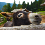 Donkey's and Memes