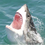 Big Shark