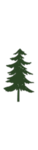 Conifer