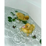 Duckies =)