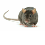 The Royal Rats/Army Rats.