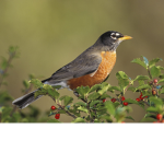 The Robin Company #####