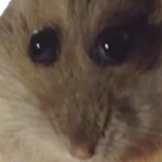 Newgroupnmetofillblank