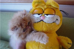 Garfield FANZ!!!!!!!!!!!!!!!!!!!!!!!!!