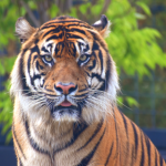 tiger boiz
