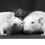 Ratssssssssssssssssssssssssssssssssssssssssssss:)