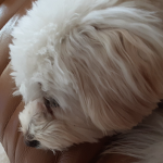 Zigzag baby doggy!