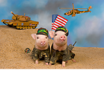 Military Pigs