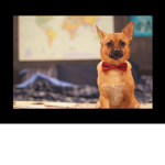 Dog is back