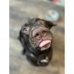 Doggie_Dogs