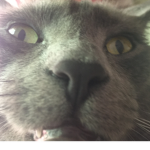 CatGaming
