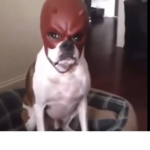 Speedysonyts