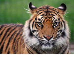 I like tigers named tiger