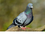 palomas palomeras