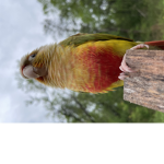 The bird army 2.0