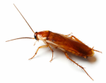 Trinity’s roaches