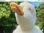 Rubber ducks slay