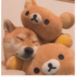 Bear Group Hang Out