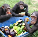 Chow Down Games Group Thumbnail