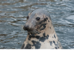 Little Gray Seal (Global warming group)