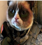 Cats are an army.