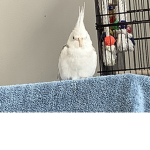 Big birb group