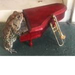 Man I Love Frogs (the group)