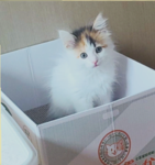 승재 케냥이단