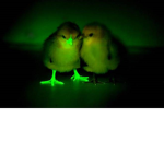 Dark chickens