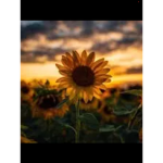Preppy Sunflowerss