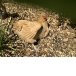 Chicken_ hangout fun
