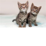 kittenmittens group