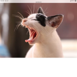 No cat haters please