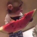 monkeyfanclub