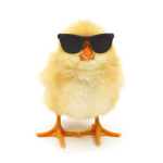 Coolchickenang