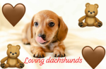 Loving Dachshunds in ROBLOX