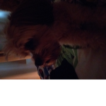 Oscar is my dog