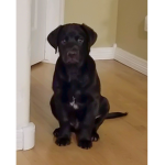 bear pet
